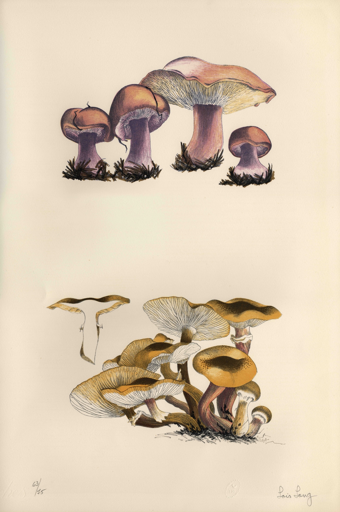 『Mushroom Book』(1972)より、ロイス・ロングが描いたドローイング
※ジョン・ケージ・トラストの許可を得て掲載